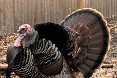 IMG_0332