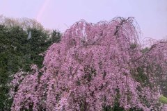 IMG_0508