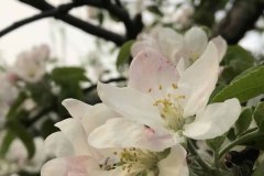 IMG_1050
