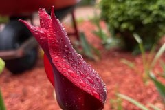 IMG_1623