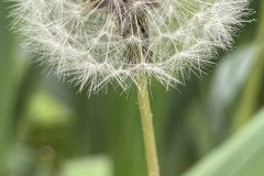 IMG_1767