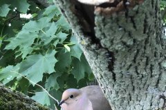 IMG_2740