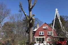 Tree-removal-2