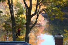 Pole-Pruning-2