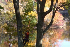Pole-Pruning-3