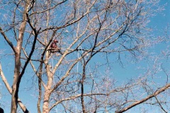 pole-prune